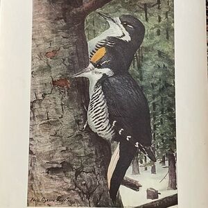🖤5/$25 Antique Ornithological Bird Print Original wood pecker